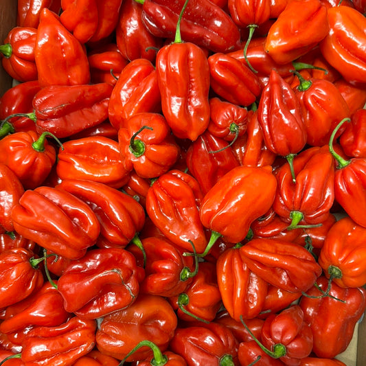 Chili Peppers (Rot) 1kg Half carton